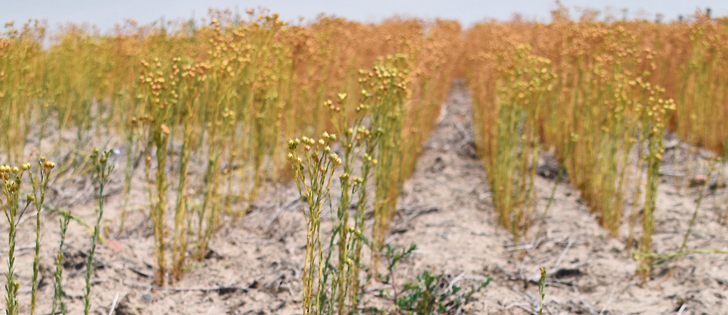 There’s no flax in this field’s low spot, but the rest of the crop is struggling to full maturity west of Wrentham, Alta.  | Barb Glen photo