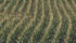 The U.S. Department of Agriculture is estimating a much bigger corn crop than first thought, but some analysts are disputing the numbers. | REUTERS/Adrees Latif photo
