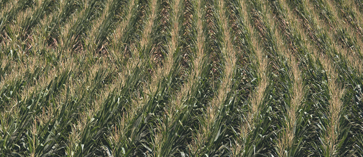 The U.S. Department of Agriculture is estimating a much bigger corn crop than first thought, but some analysts are disputing the numbers.  |  REUTERS/Adrees Latif photo