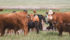 Pastures might be parched in parts of the Prairies but producers have not yet culled cow herds. However, the dry conditions might spark an early fall calf run. | File photo