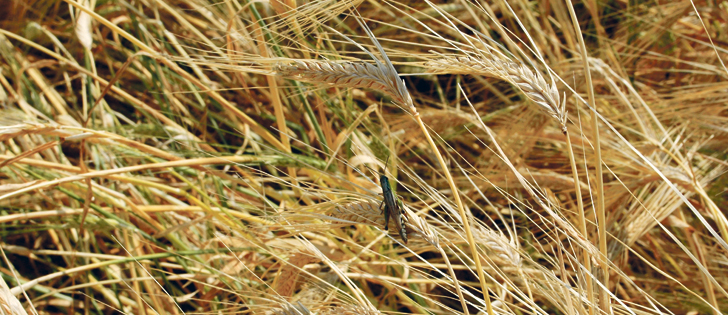 Barley is expected to be a major feedstock for a proposed ethanol plant that private investors began planning in 2007.  |  File photo