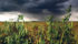 Canadian pulse growers expect slower than normal exports this year because of excess stocks in key markets. | File photo