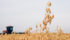 A hot and dry summer in Saskatchewan likely reduced grain fill on many fields in the province, which could affect oat millers in the coming months. | File photo