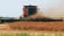 A farmer straight cuts peas on a field north of Brandon. A wide range of prairie crop conditions will make forecasting difficult. | Jeannette Greaves photo