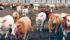 The USDA’s report showed July placements at 1.615 million head, which was 55 million below the average forecast of 1.670 million. | File photo