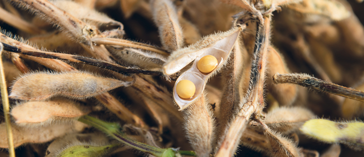 Canadian soybean exports to china last crop year were almost two million tonnes. | Getty image