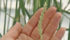 New barley varieties start small. The crosses start out as baby plants that are incubated in the field and the greenhouse. These samples were found at the Alberta Crop Development Centre at Lacombe. | Barbara Duckworth photo