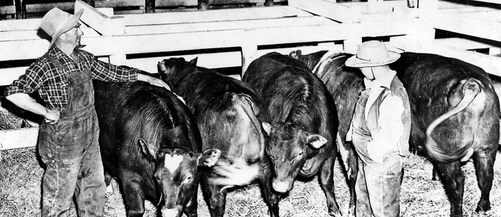 Louis Barbey showed his steers at the Saskatoon Fat Stock Show in 1951.  |  File photo