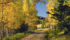 The red leaves of mountain maple trees, centre, contrasts with the gold and green of the mixed wood forest in Cypress Hills. | Robin and Arlene Karpan photo