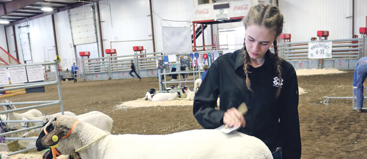 Emma Van Steekelenburg gets her lamb, Ernie, ready for sale. She raised $4,000, which will be split between the Brooks Food Bank and the St. Vincent de Paul Society.  |  Marylene Van Steekelenburg photo