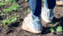 Uptake of booties on crop tours not urgent — yet
