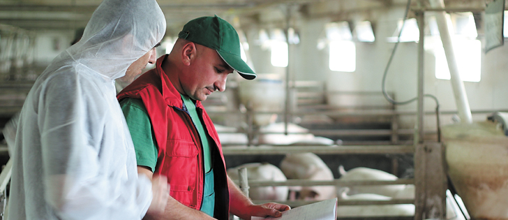 Hog producers were told to change footwear and clothing between facilities and disinfect vehicles of which they are unsure.  |  Getty photo