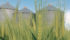 It's fine to hit malting barley with glyphosate, at least theoretically.
But the challenge of doing it in the field in true farming conditions was highlighted by long-time barley researcher John O'Donovan at the Canadian Barley Symposium. | File photo