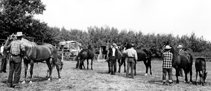 A judge looks for best brood mare, any light breed, at the agricultural exhibition in Yorkton, Sask., in this undated photo. The horse owned by Jim Bensocky of Waldron, Sask., left, placed first.  |  File photo