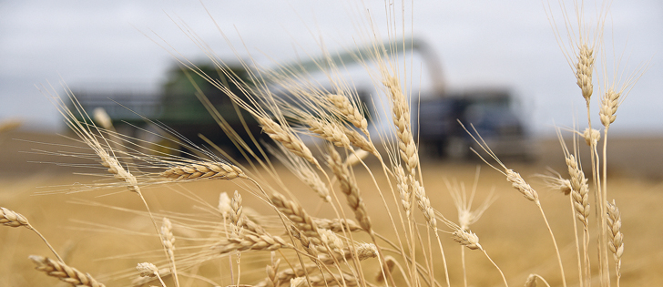 Analyst says durum is one of the big success stories this year and expects exports to be brisk.  |  File photo