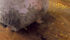 Horse photosensitization