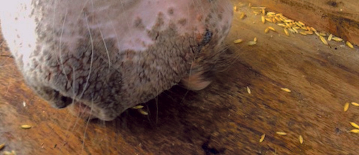 Horse photosensitization