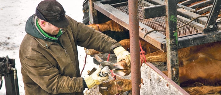 A close examination of an animal’s feet and legs is required to determine the correct treatment.  |  File photo
