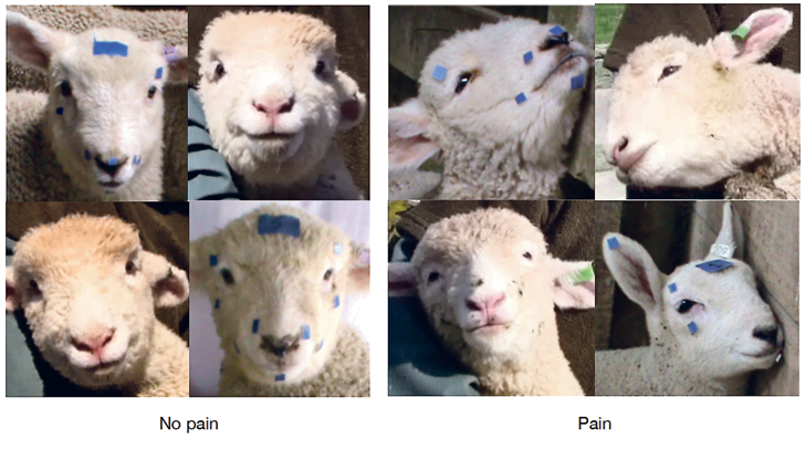 Based on Mirjam Guesgan’s research, the photos on the left show no pain after tail docking, while the faces above show evidence of pain. | Photos courtesy of Mirjam Guesgan