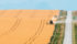 Hutterites from the MacMillan Colony west of Cayley, Alta., combine a pea field near the colony Aug 9. | Mike Sturk photo