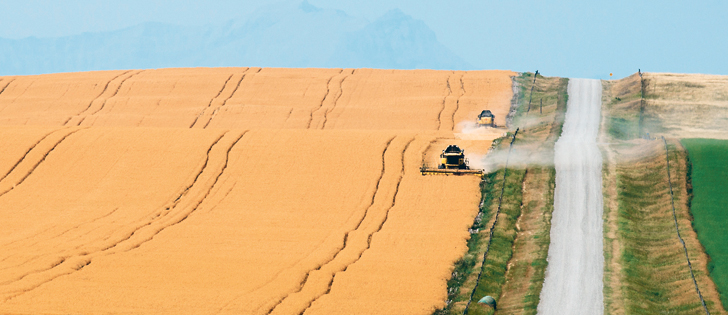 Hutterites from the MacMillan Colony west of Cayley, Alta., combine a pea field near the colony Aug 9.  |  Mike Sturk photo