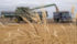 The North Dakota Wheat Commission, in an August crop progress report, said durum wheat is suffering in the state. | File photo
