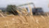 Pre-report ideas pegged the 2017 durum crop at 4.5 million to 5.3 million tonnes, but Statistics Canada estimated the crop to be 3.9 million. That compares with last year's crop which was 7.8 million. | File photo