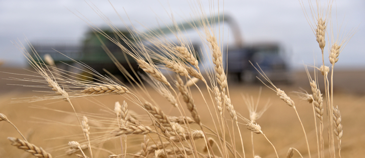 Pre-report ideas pegged the 2017 durum crop at 4.5 million to 5.3 million tonnes, but Statistics Canada estimated the crop to be 3.9 million. That compares with last year's crop which was 7.8 million. | File photo