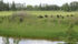Several cattle producers along the Wood River in south-central Saskatchewan have to move about 1,000 head to different pastures after water quality in the river declined unexpectedly. | File photo