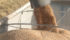Even dry grain can be prone to spoilage if harvest temperatures are too high and hot grain is not cooled down quickly after it has been binned. | File photo