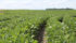 Rains this week that brought 10 to 25 millimetres of precipitation to most of southern Manitoba should aid soybeans. | File photo