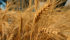 Italy is usually one of the top export markets for Canadian durum.
| File photo