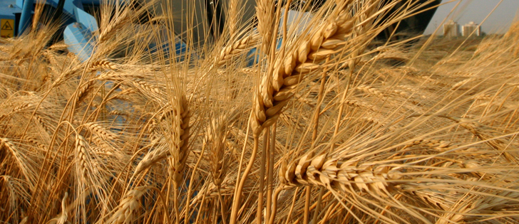 Italy is usually one of the top export markets for Canadian durum.  | File photo