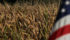 The U.S. Department of Agriculture's forecasts for corn yield and production as well as soybean yield and production topped the high end of market forecasts, with the soybean outlooks estimated at record highs. | File photo