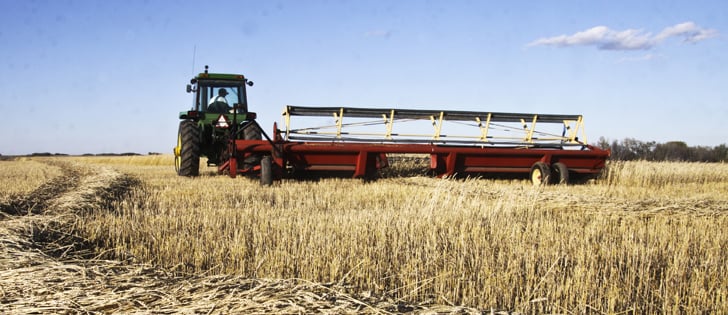 As the risk of frost intensifies heading into October, farmers with late-seeded cereals should consider swathing prematurely to get a better price at the elevator, said a cereal extension specialist with Alberta Agriculture.  | file photo