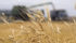 Durum production was down almost 50 percent according to Statistics Canada. | File photo