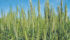 The shortage of rain during the summer in large parts of the spring wheat growing area had many expecting a mostly high protein crop, but it is turning out to be more variable. | file photo