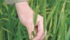 Producers will likely seed less winter wheat due to low prices and disease issues. | File photo