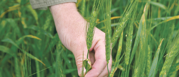 Producers will likely seed less winter wheat due to low prices and disease issues.  |  File photo