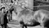 Alberta Agriculture Minister D.A. Ure’s five-year-old Belgian, Larry, captured two firsts and a second at the Royal Agricultural Winter Fair in Toronto in 1952. | File photo