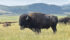 Guidelines on humane euthanasia also apply to beef producers. | File photo