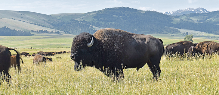 Guidelines on humane euthanasia also apply to beef producers. |  File photo