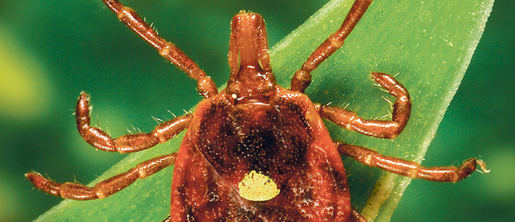 A bite from a Lone Star tick causes humans to produce an antibody that causes a bad reaction several months later when red meat, gelatin or milk products are consumed.  |  cdc.gov  / James Gathany photo