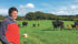 Pat Nuttall believes he will be the last generation of full-time farmers in his area near Dublin, Ireland. If land comes up for sale it will be a rich person who buys it, not a farmer, he says. | Barbara Duckworth photo