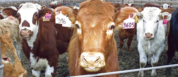 Sellers are advised to document herds of origin, verify vaccinations and participate in preconditioning programs.  |  file photo