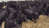 Besides a black coat, to earn the Certified Angus Beef brand name, cattle must pass 10 quality standard specifications. | File photo