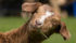 The seven-month-old goat, who had its eyes and tongue eaten by crows shortly after it was born, had been missing since Sept. 10 before she was found late on Sept. 13. | Jeremy Simes photo