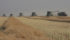 The Dugdale Farms crew harvesting canola under a smoky, dusty sky north of Pense, Sask. Sept. 7. | Karen Briere photo