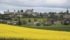 A rapeseed field blooms near the town of Villebois-Lavalette in the Poitou Charente region of France. Poor weather and prices may reduce rapeseed acres for next year’s EU crop. | REUTERS photo