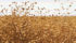 Stronger flax prices might be around the corner as China shows interest in this year’s quality crop. | File photo